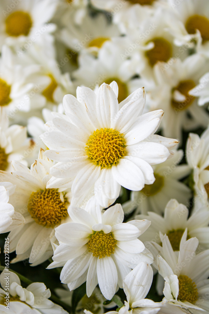 Obraz premium bouquet of white flowers