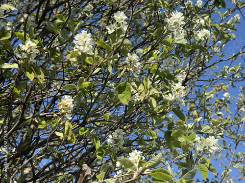 Prunus Prunus cerasus Sauerkirsche Schlehe Wilder Mandelbaum Kirschpflaume Tokio Kirsche Mandelblättrige Birne sour cherry blackthorn wild almond cherry plum Tokyo cherry almond-leaved pear Flower