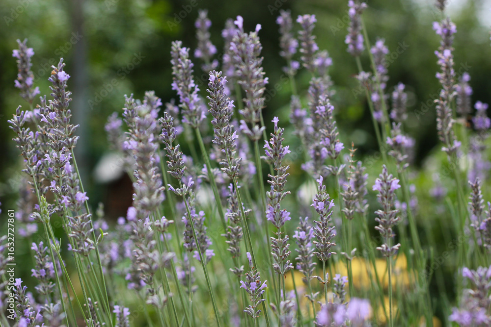 Naklejka premium Lavender close up. Blooming lavender in garden. Lavender a fragrant bee-friendly plant. Floral background. Nature background with lavender in the field.