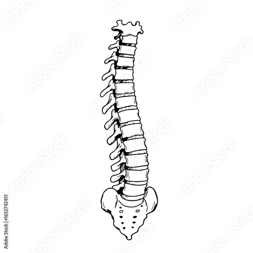 Human spine depicted in anatomical drawing showing intervertebral discs. Human spine detailed medical illustration showing bones, joints, and structures.