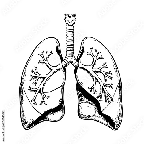 Detailed lungs drawing with trachea anatomy depicted in black and white. Lungs illustration shows respiratory system with its branching structure for medical purposes.