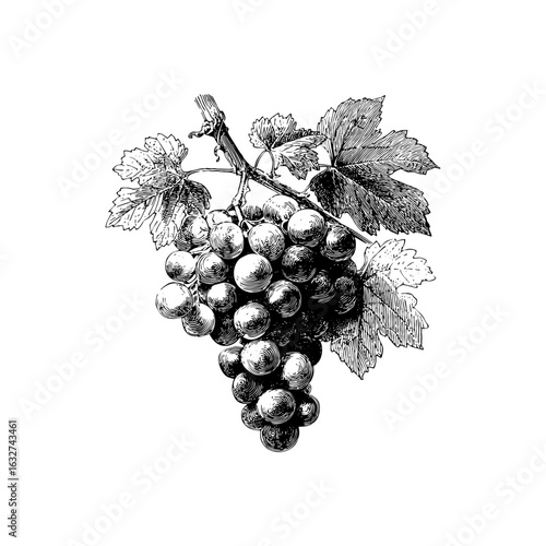 Engraving style illustration of grape bunch on vine with leaves in black and white on transparent background – for wine label design, vineyard branding, and organic produce packaging