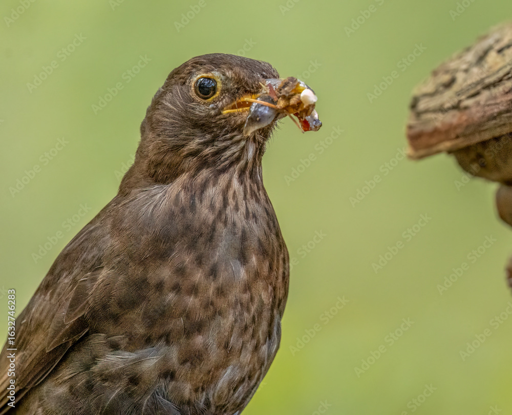 Fototapeta premium Close up of female blackbird with a beak full of grubs