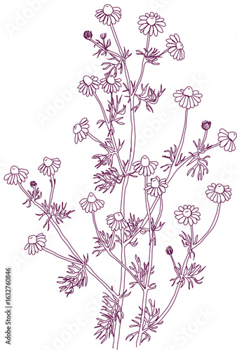 aromatic plant, aromatic, grass , weed , spice herb in vector, line art plant wild chamomile