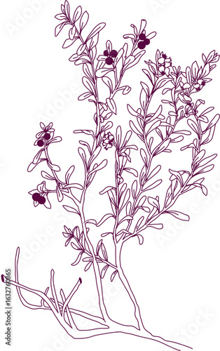 aromatic plant, aromatic, grass , weed , spice herb in vector, line art plant common bearberry