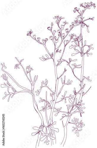 Obraz na plátně aromatic plant, aromatic, grass , weed , spice herb in vector, line art plant co