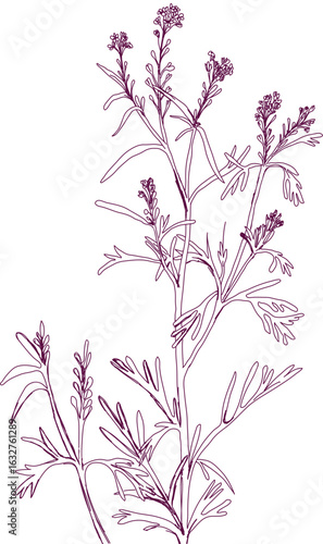 aromatic plant, aromatic, grass , weed , spice herb in vector, line art plant garden cress