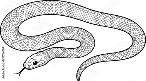 Snake illustration reptile drawing serpent viper scales outline