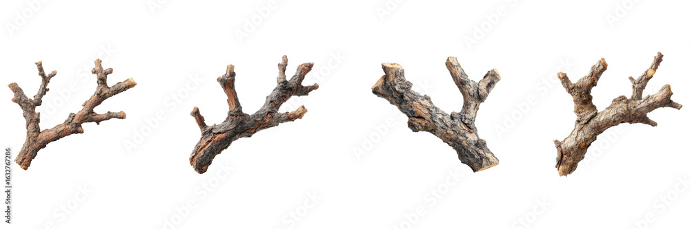Fototapeta premium Tree Branches Set. Natural Elements For Design And Craft Projects Collection Isolated On Transparent Background