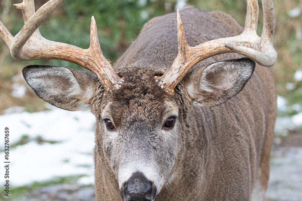 Fototapeta premium Close-Up of White-Tailed Deer Buck with Antlers, Odocoileus virginianus, Wildlife Photography