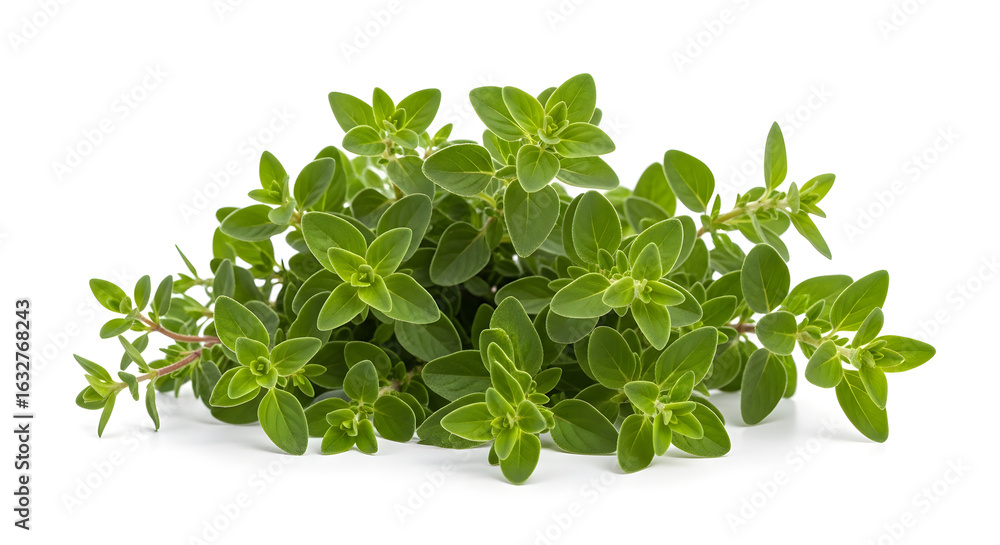 Obraz premium Fresh herbs on white background