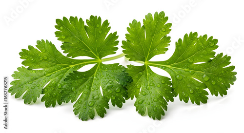 Coriander leaf with water drops isolated on a white background
