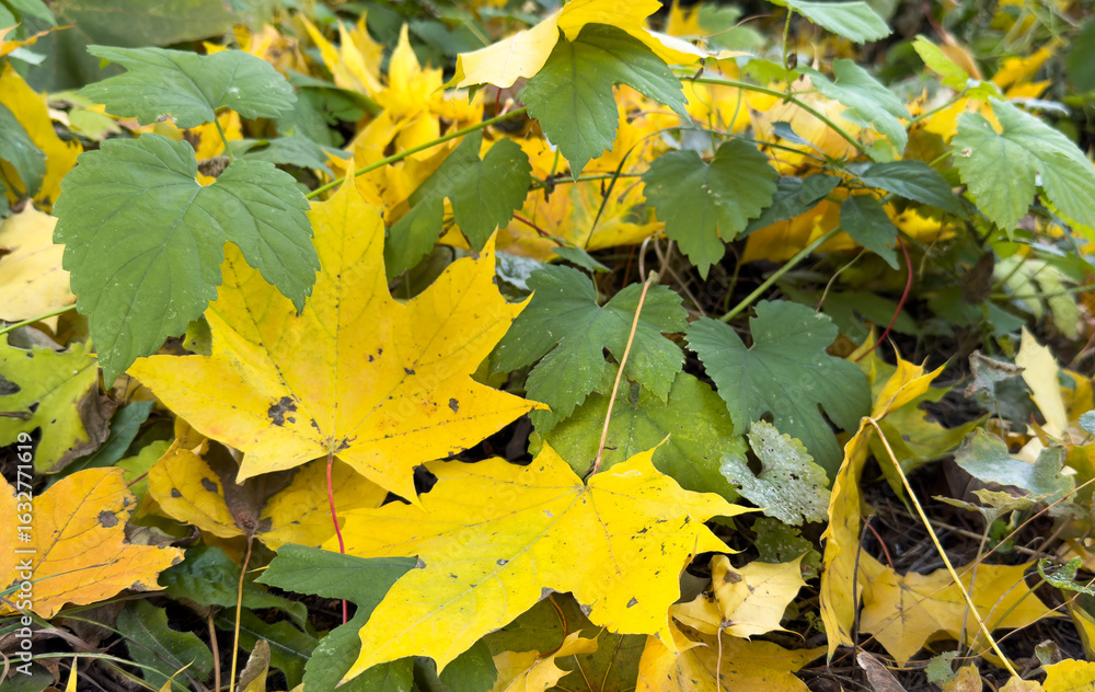 Fototapeta premium Leaves of an autumn colored cherry tree -prunus Cerasus- on a rainy and foggy day- Bavaria, Germany