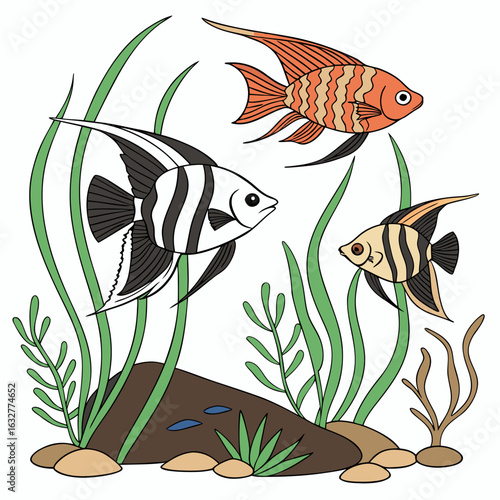Illustration of three angelfish swimming amongst aquatic plants and rocks in a freshwater aquarium