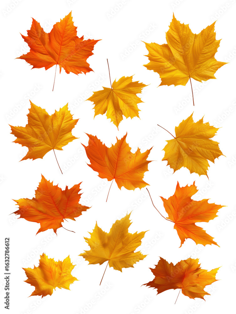 Obraz premium Maple leaf collection transparent background