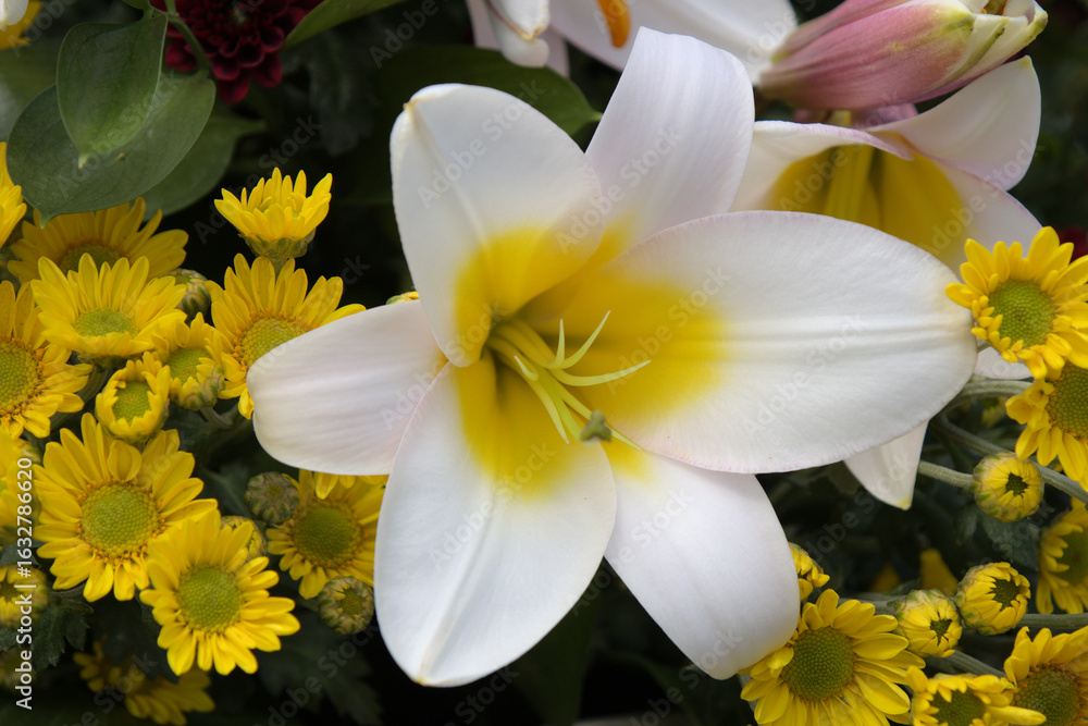 Fototapeta premium Taean Tulip Festival Photo Tour