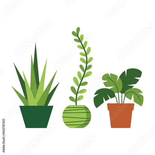 Three potted houseplants with green leaves and simple pots