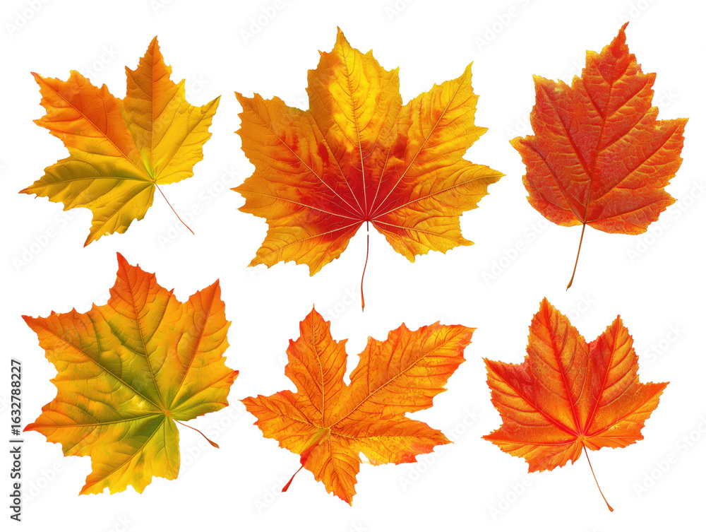 Obraz premium Maple leaf collection transparent background