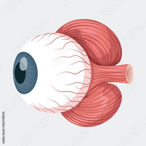 Anatomical illustration of a human eye with optic nerve and muscles