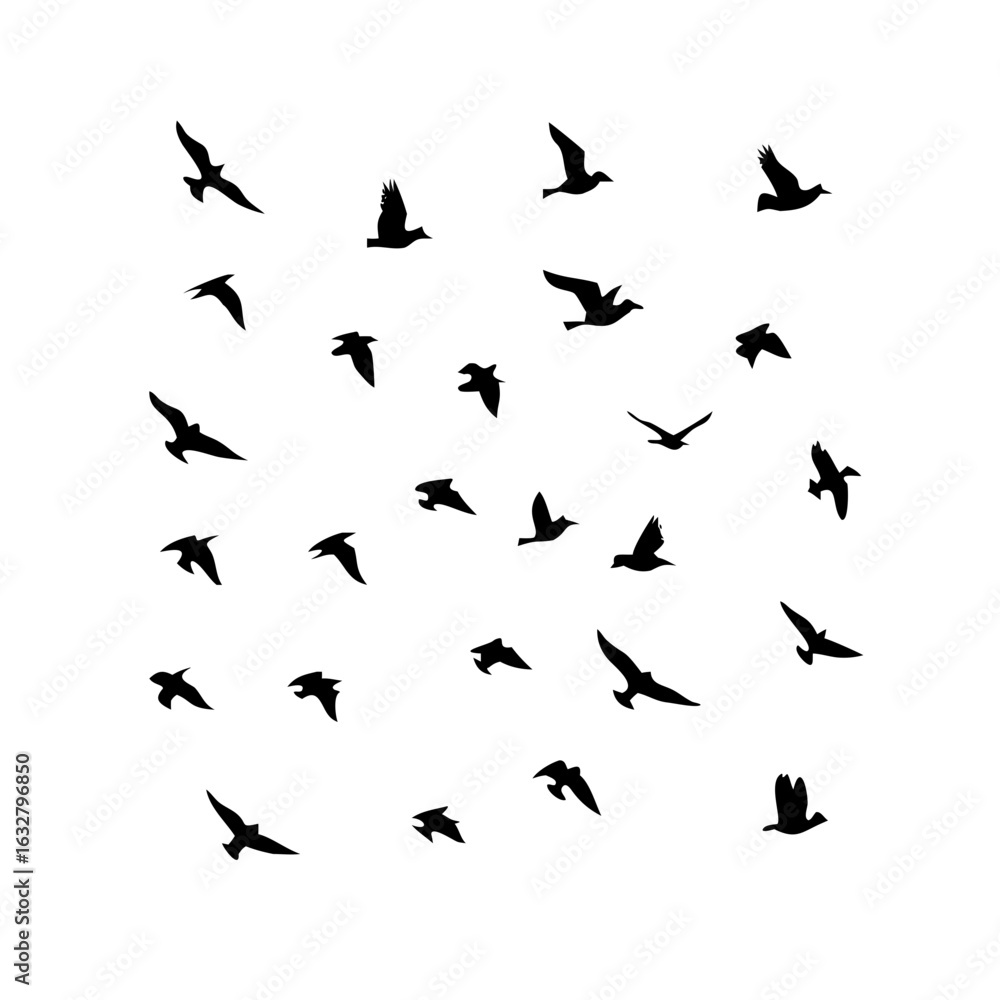 25 Birds: Nature's Colorful Avian Wonders 
