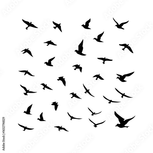 25 Birds: Nature's Colorful Avian Wonders 