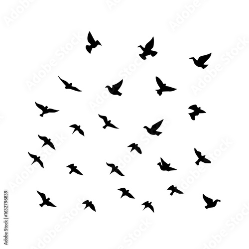 25 Birds: Nature's Colorful Avian Wonders 