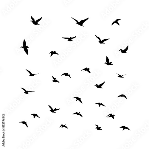 25 Birds: Nature's Colorful Avian Wonders 