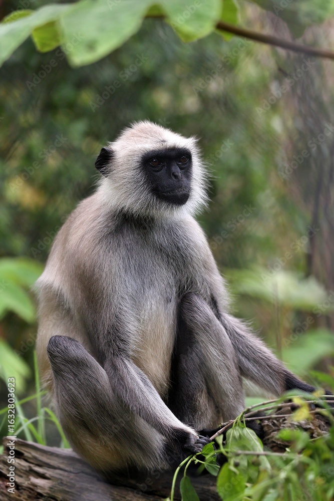 Fototapeta premium 座って見つめるハヌマンラングール