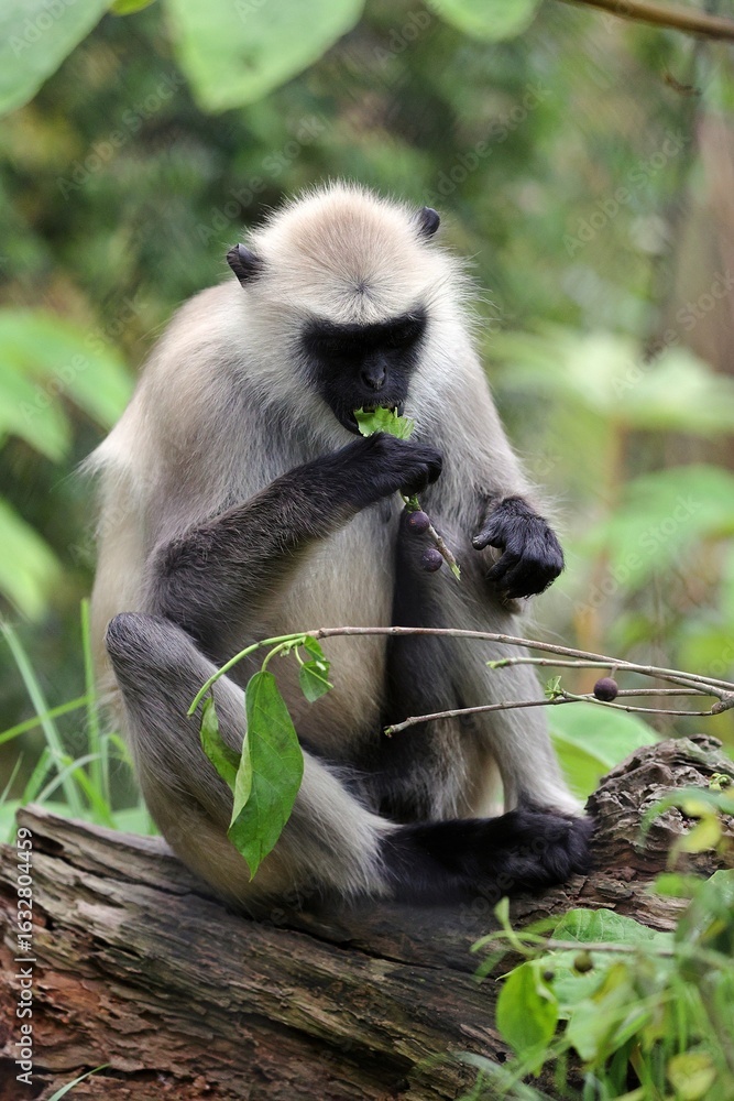 Obraz premium 座って木の葉を食べるハヌマンラングール