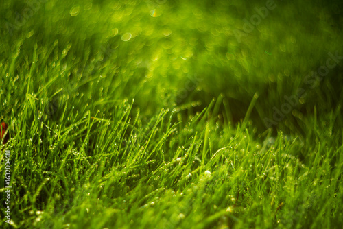Lush, vibrant green grass glistening beautifully under the warm sunlight of a beautiful day