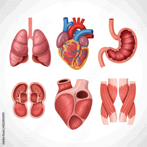 Set of human internal organs including heart lungs stomach and kidneys