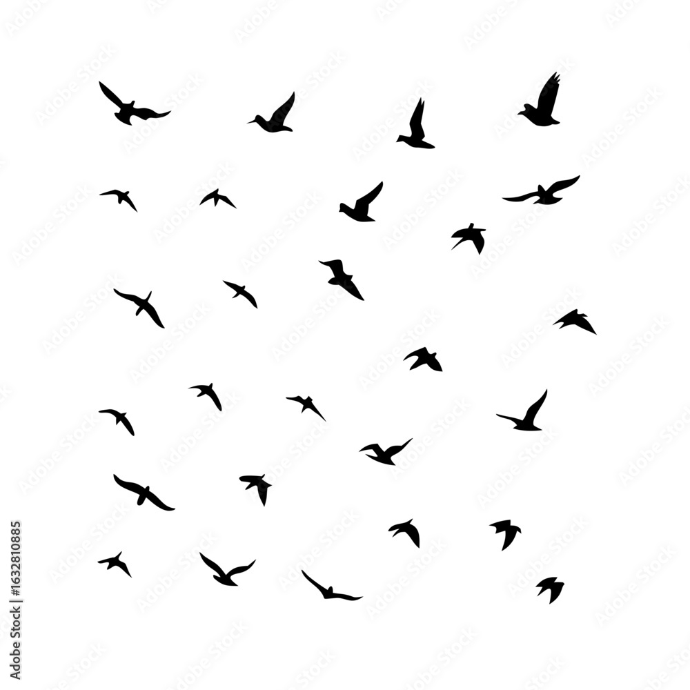 25 Birds: Nature's Colorful Avian Wonders 