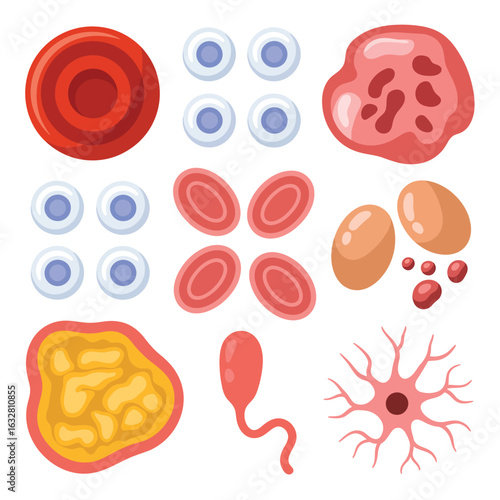Collection of various human blood cells and body cells illustrated