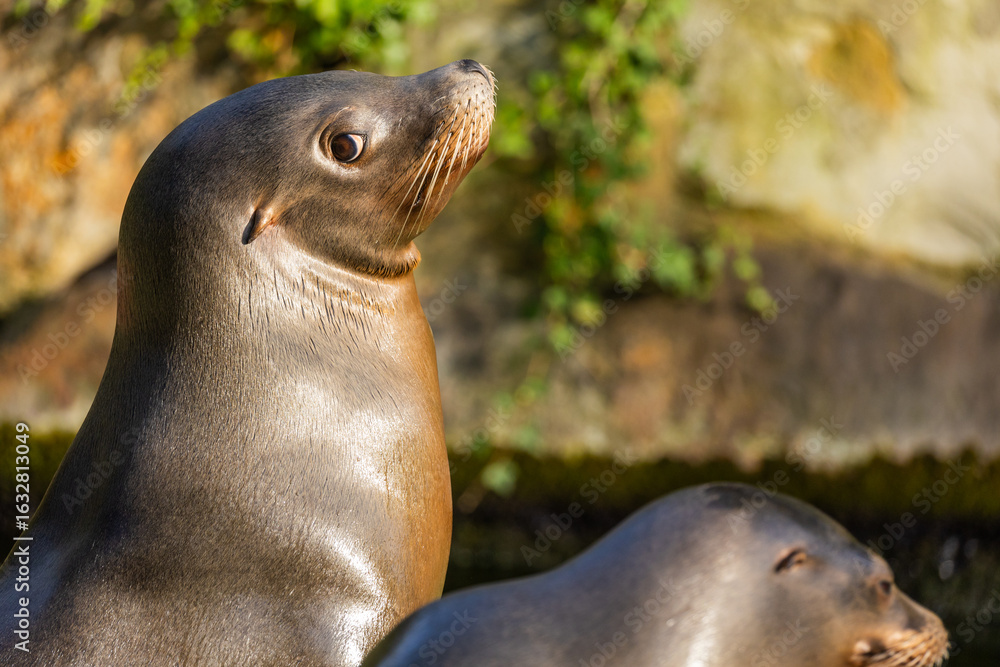 Fototapeta premium pair of California sea lions bask in sun. Zalophus californianus.