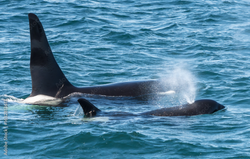 Fototapeta premium Orcas surfacing