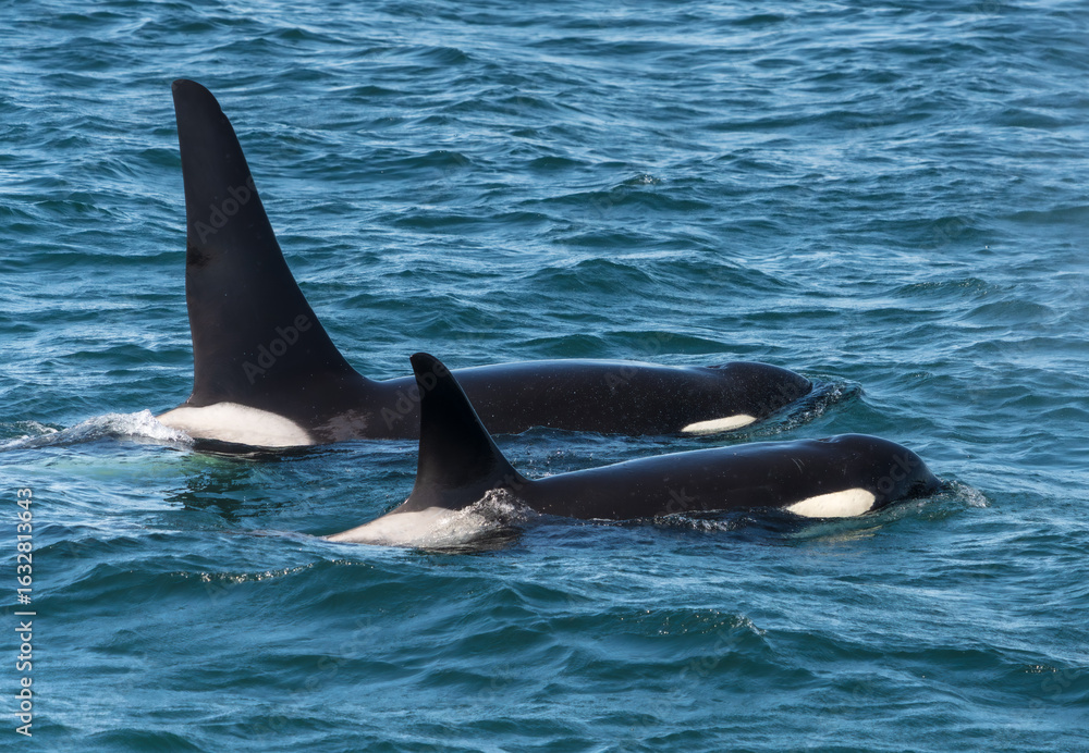 Naklejka premium Orcas surfacing
