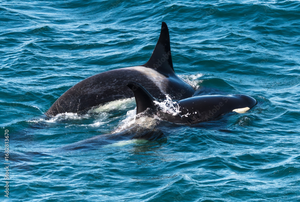 Naklejka premium Orcas surfacing
