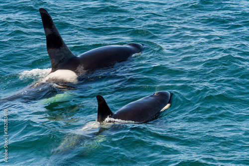 Orcas surfacing
