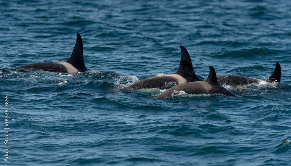 Fototapeta premium Orcas surfacing