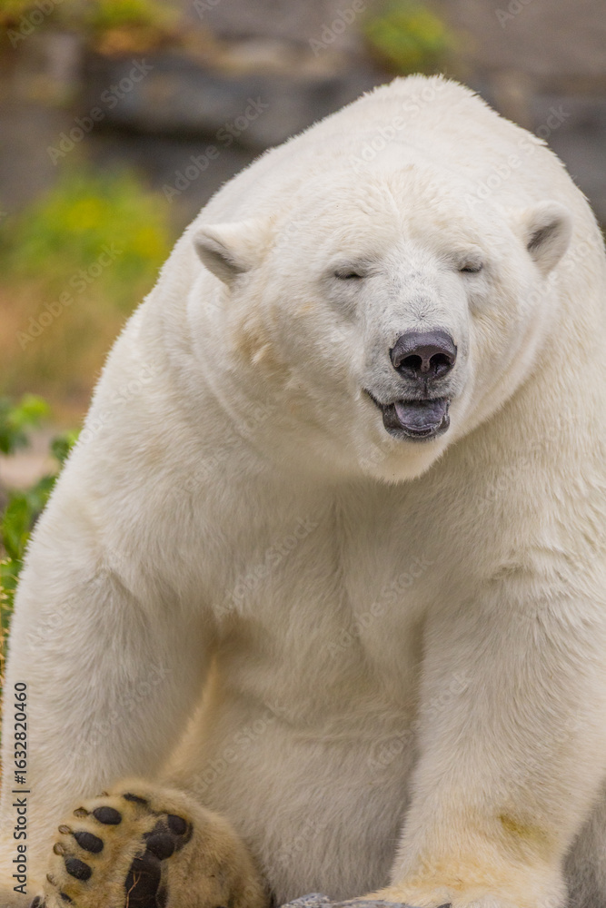 Fototapeta premium Polar bear resting on rocky terrain with lush greenery in the background showcasing natural habitat