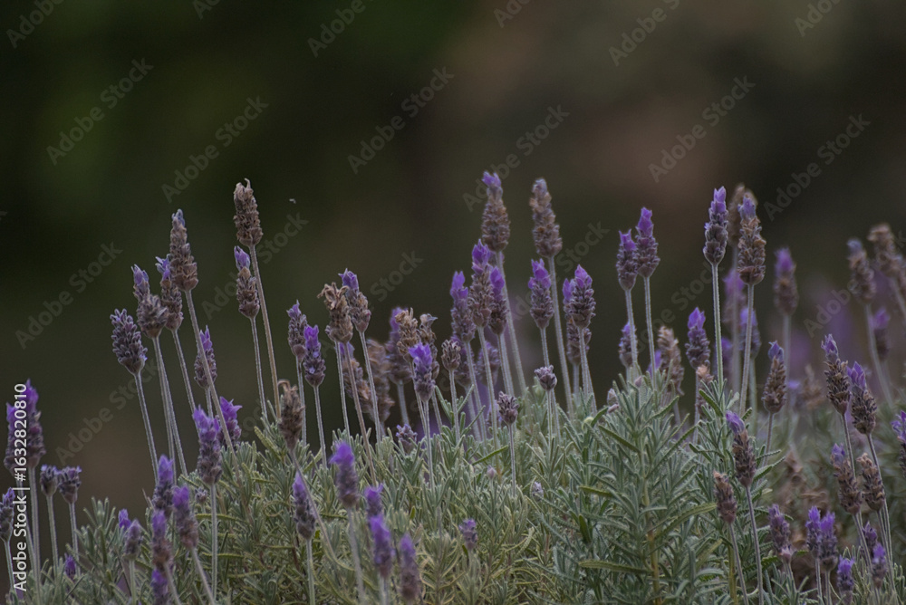 Fototapeta premium close up of lavender flowers