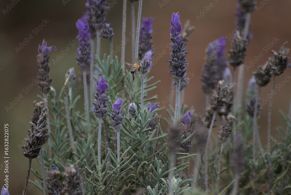 Fototapeta premium lavender field in provence