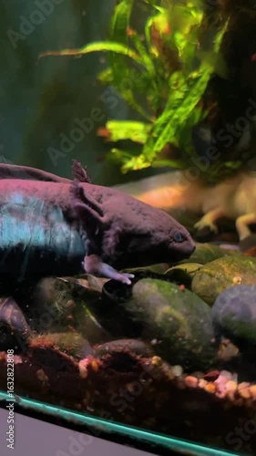 Axolotl in Aquarium Underwater Life