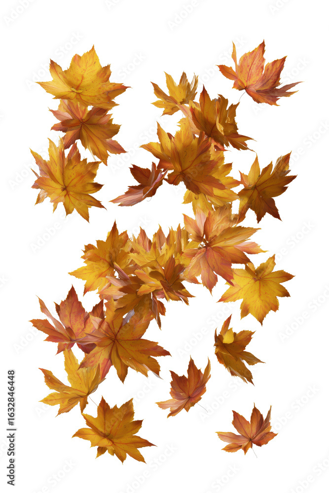 Obraz premium Falling maple leaves transparent background