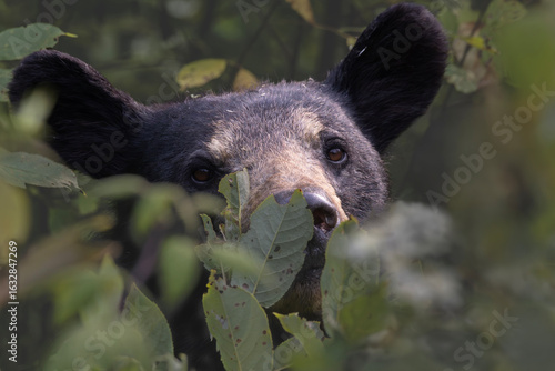 American black bear Ursus americanus foraging for berries and he and I hear a noise