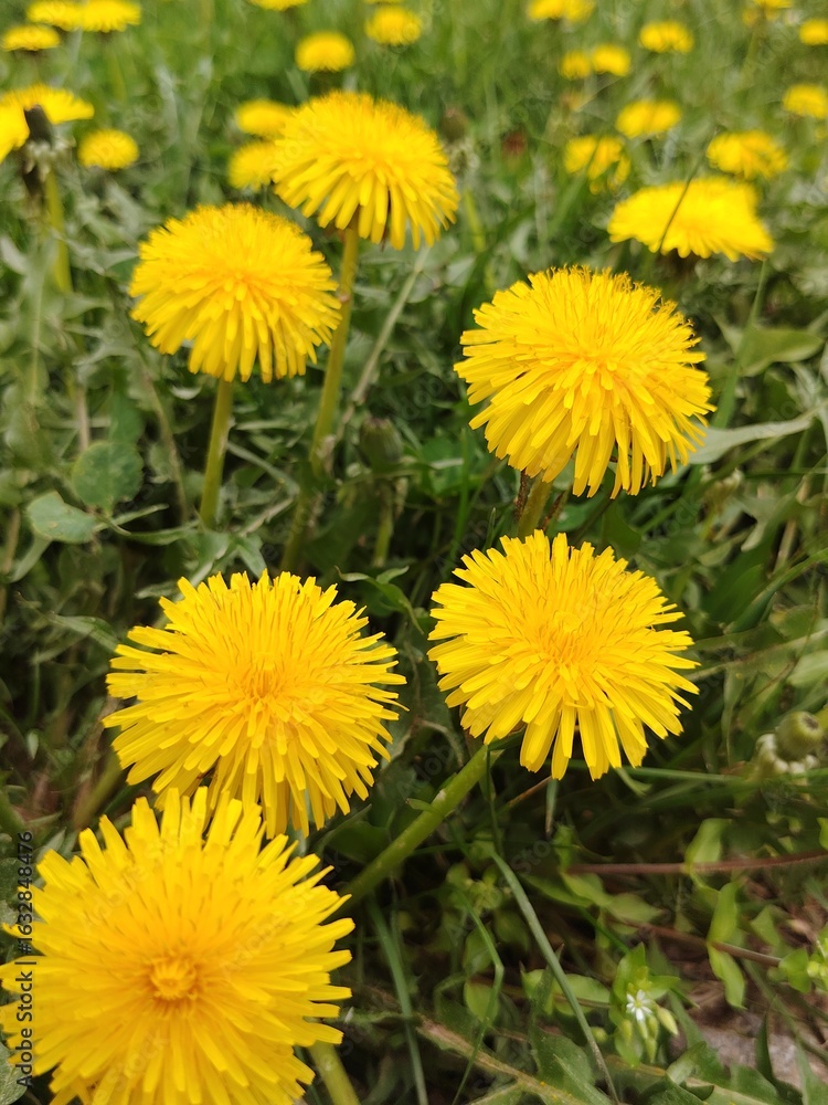 dandelions in the grass dandelions in the grass
