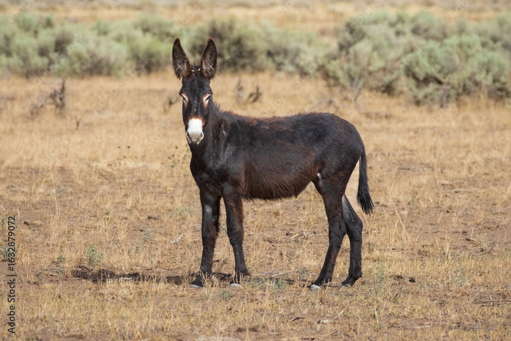 Naklejka premium Young wild burro (Equus asinus) standing alert in the dry sagebrush plains of Smoke Creek Desert, Lassen County, California.