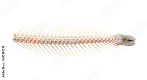 Fish skeleton isolated on transparent background, showcasing the intricate bone structure and anatomy of the animal, revealing the delicate spine and the natural design of the remains