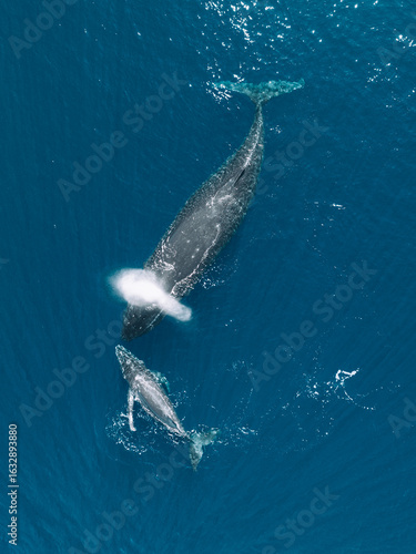 Photography Aerial view of humpback whale and calf surfacing off Moorea, Tahiti