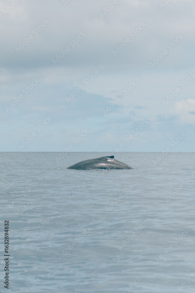 Obraz premium Humpback whale surfacing in calm waters off Moorea, French Polynesia.